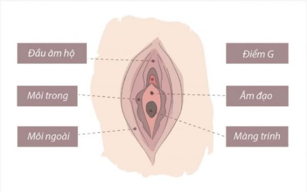 Cấu tạo của cô bé